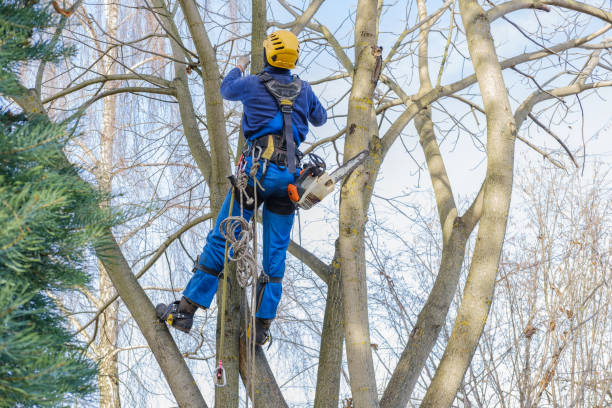 Trusted Shenandoah, LA Tree Services Experts