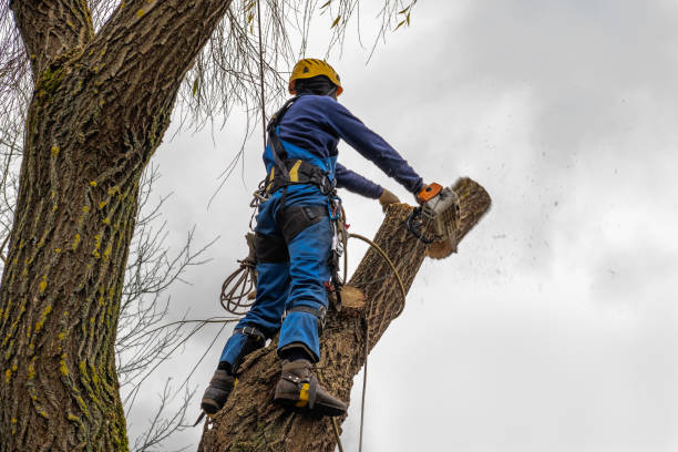 Best Utility Line Clearance  in Shenandoah, LA